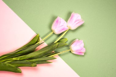 bahar çiçekleri banner - Pembe Lale çiçek mavi gökyüzü arka plan üzerinde grup.