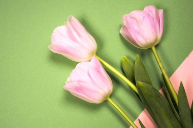 bahar çiçekleri banner - Pembe Lale çiçek mavi gökyüzü arka plan üzerinde grup.