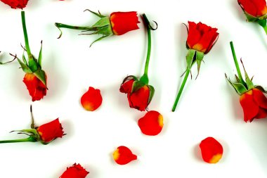 Beyaz arkaplanda kırmızı güller