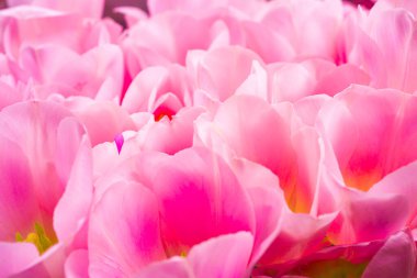 Bahar çiçekleri afişi - bir demet pembe lale çiçekleri parlak renkli arka plan.