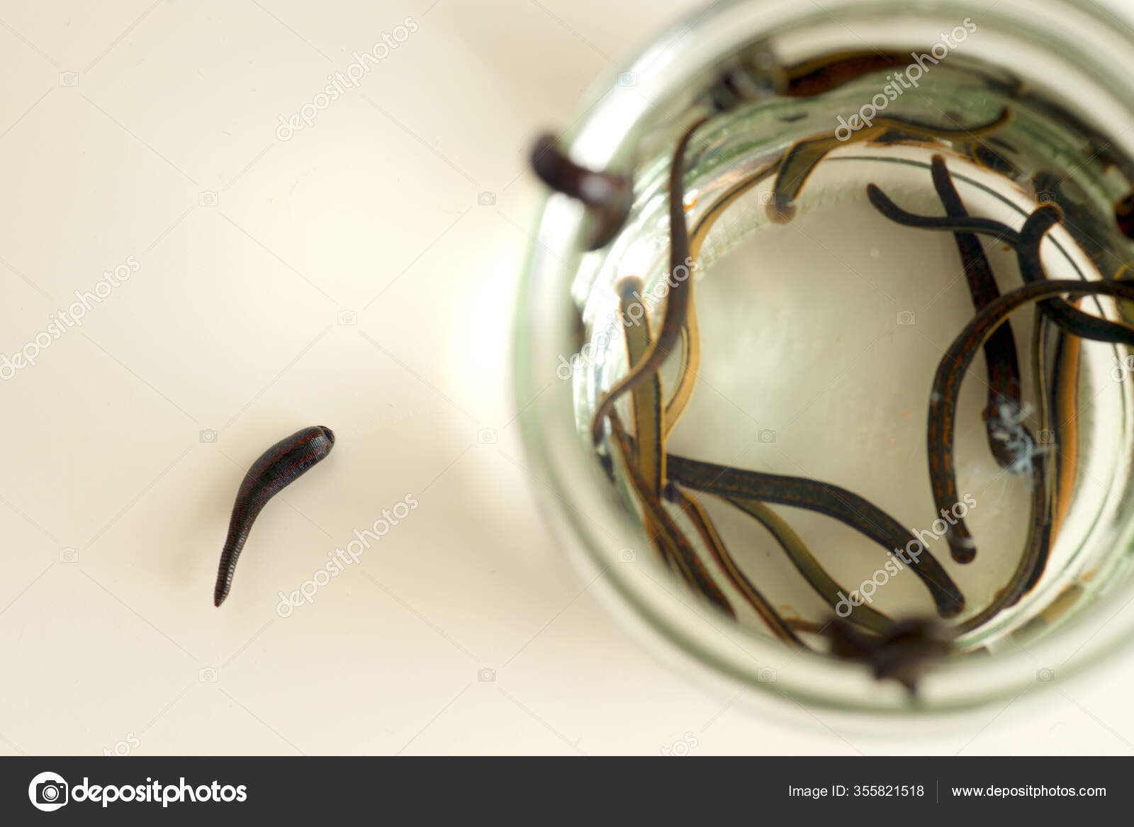 Hirudotherapy. Medical leeches in water before therapy. — Stock