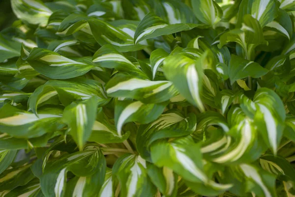 Sfondo verde erba. Cortile per sfondo. prato verde immagine desktop — Foto Stock