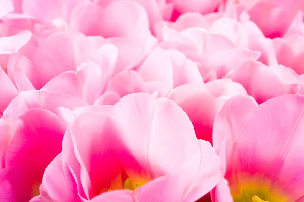 spring flowers banner - bunch of pink tulip flowersbright colorful background.