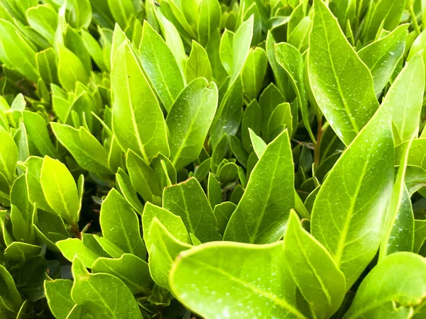 Fondo de hierba verde. Patio trasero para el fondo. Césped verde imagen de escritorio — Foto de Stock