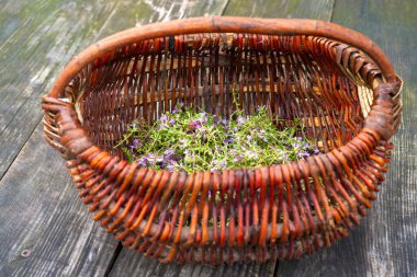 Alternatif ilaç. Kekik ve tıbbi ampuller. Gerekli yağlar