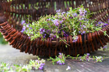 Alternatif ilaç. Kekik ve tıbbi ampuller. Gerekli yağlar