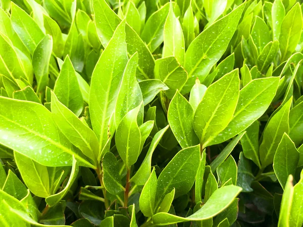 Sfondo verde erba. Cortile per sfondo. prato verde immagine desktop — Foto Stock