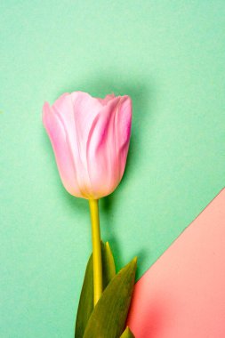 Bahar çiçekleri afişi - bir demet pembe lale çiçekleri parlak renkli arka plan.