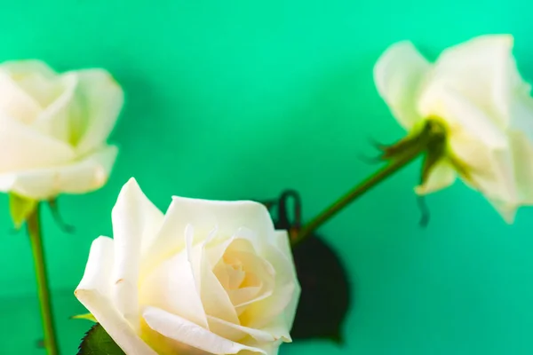 Rosa blanca primer plano puede utilizar como fondo. Enfoque suave . — Foto de Stock
