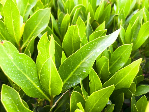 Sfondo verde erba. Cortile per sfondo. prato verde immagine desktop — Foto Stock