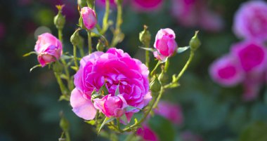 Arka planda pembe gül çiçekleri olan pembe gül çiçekleri. Doğa