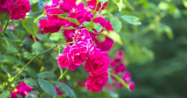 Arka planda pembe gül çiçekleri olan pembe gül çiçekleri. Doğa