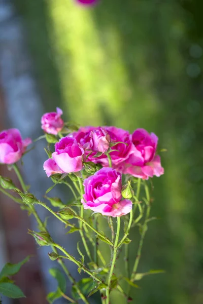 Ροζ τριαντάφυλλο λουλούδι με σταγόνες βροχής σε φόντο ροζ τριαντάφυλλα λουλούδια. Φύση — Φωτογραφία Αρχείου
