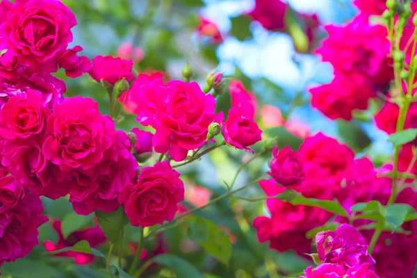 Rosa Rosa flor com gotas de chuva sobre fundo rosa rosas flores. Natureza — Fotografia de Stock