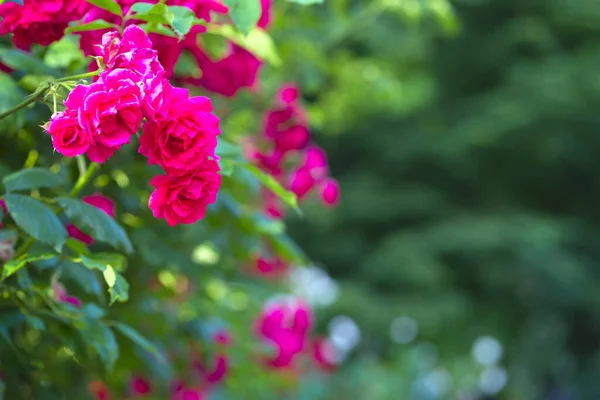Rosa Rosa flor com gotas de chuva sobre fundo rosa rosas flores. Natureza — Fotografia de Stock
