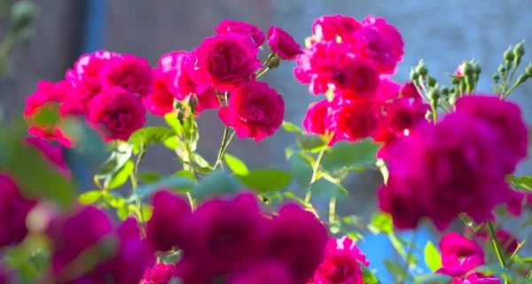 Rosa Rosa flor com gotas de chuva sobre fundo rosa rosas flores. Natureza — Fotografia de Stock