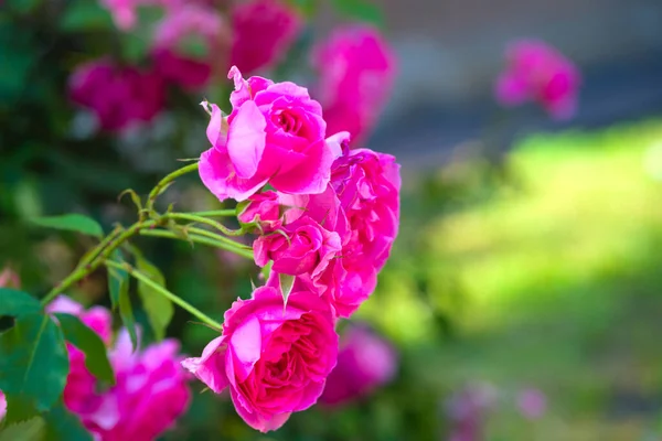 Ροζ τριαντάφυλλο λουλούδι με σταγόνες βροχής σε φόντο ροζ τριαντάφυλλα λουλούδια. Φύση — Φωτογραφία Αρχείου