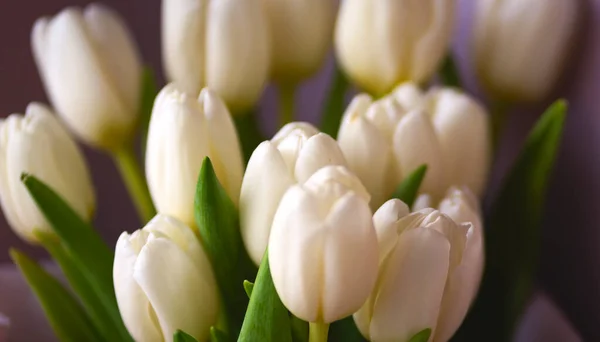 spring flowers banner - bunch of white tulip flowers on bright colorful background. spring flowers