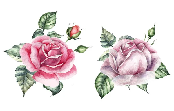Roses element set. Watercolor wedding card. — Stock Vector