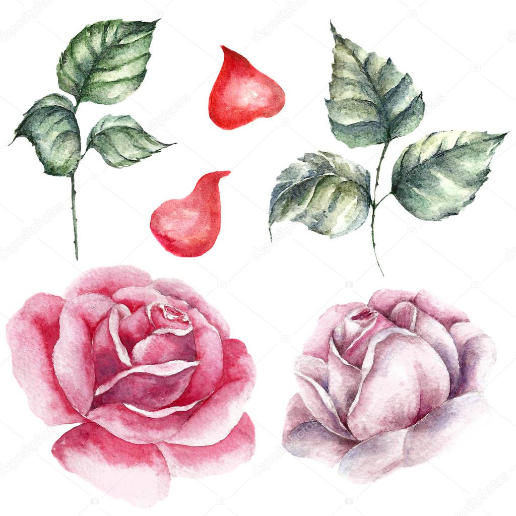 Roses element set. Watercolor wedding card.
