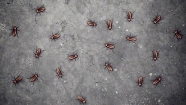 Забавные тараканы на полу в стиле stop motion в бесшовной петле — стоковое видео