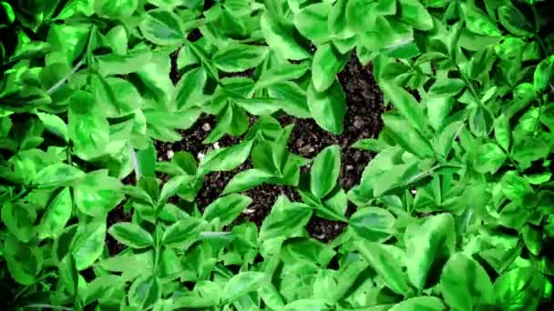 葉とシームレスなループとストップ モーション方式で土壌に茂みのフレーム — ストック動画