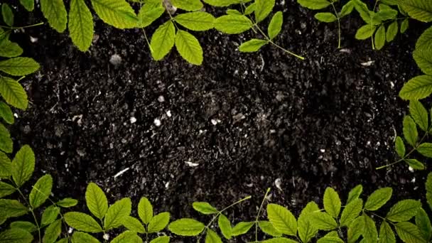 Каркас листя на землі в стоп-русі з безшовною петлею — стокове відео