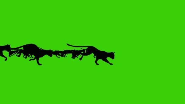 녹색 화면 배경에서 실행 하는 검은 고양이의 큰 그룹의 만화 애니메이션 — 비디오