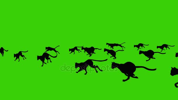 Kreslený animovaný skupiny běží černé kočky na zelené obrazovce pozadí — Stock video