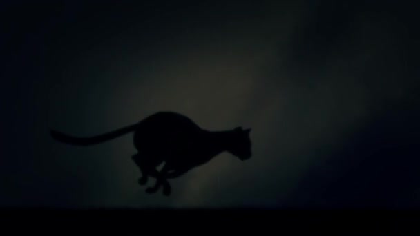 Una pantera nera corre veloce in loop sotto una tempesta di fulmini di notte — Video Stock
