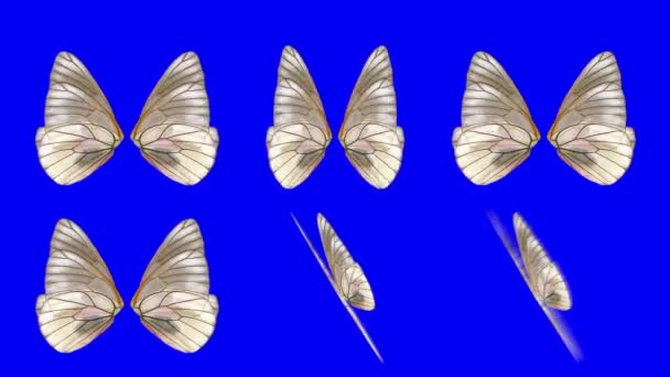 Un ensemble d'ailes de papillon orange ondulant à différentes vitesses et angles sur un fond d'écran bleu — Video