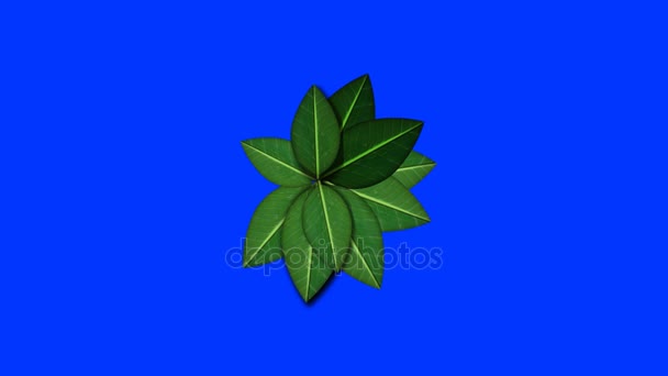 블루 스크린 배경에서 성장 하는 잎 — 비디오