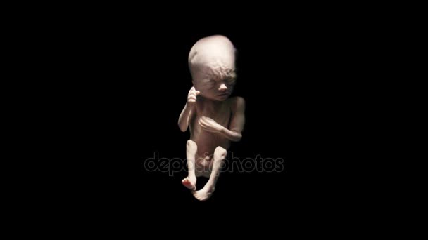 アニメーションで子宮の中の胎児 — ストック動画