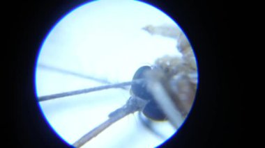 Sivrisinek hortum mikroskop arıyor