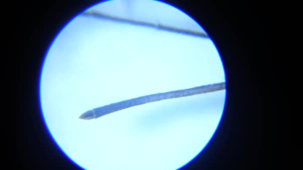 Mosquito Proboscis door Microscoop — Stockvideo