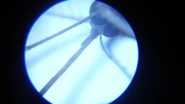 Proboscis de mosquito a través de un microscopio — Vídeo de stock