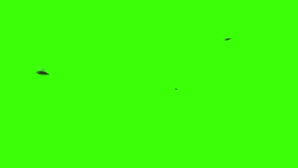 Abelhas voando em uma tela verde em loop — Vídeo de Stock