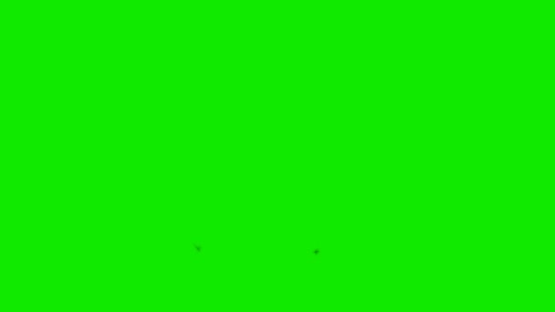 Дві Нічні Мухи Фоні Зеленого Екрану — стокове відео