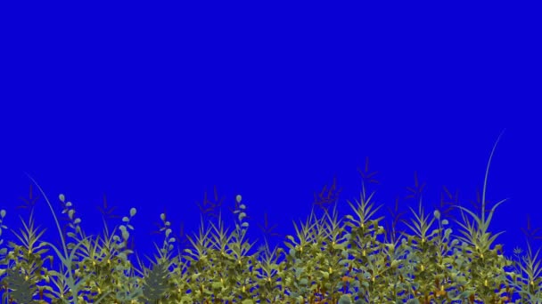 Безшовний Візерунок Трави Рухається Яко Вітрі Петлі Прозорий — стокове відео