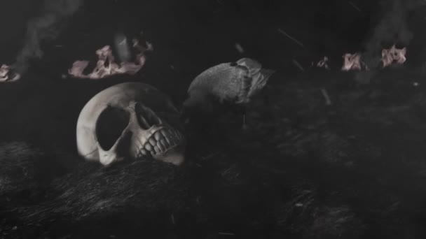 火の後に人間の頭蓋骨を選ぶブラックレイヴン — ストック動画