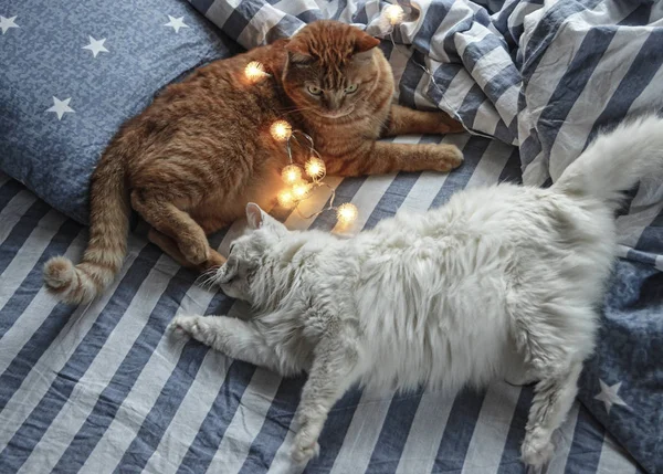 Guirlanda Natal Gatos Roupa Cama Listrada Manhã Natal — Fotografia de Stock