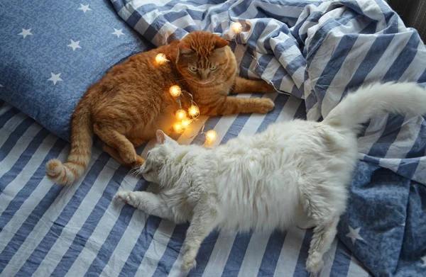 Guirlanda Natal Gatos Roupa Cama Listrada Manhã Natal — Fotografia de Stock