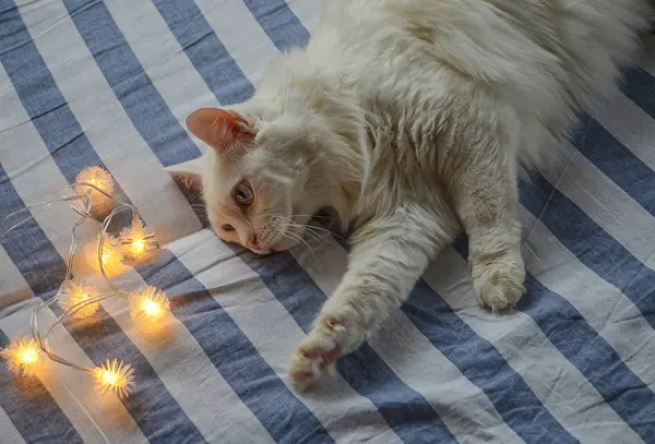 Christmas Garland White Angora Cat Striped Bedding Christmas Morning — Stock Photo, Image