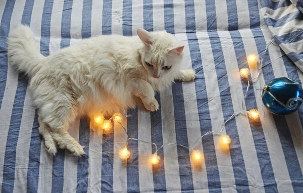 Christmas Garland White Angora Cat Striped Bedding Christmas Morning — 图库照片