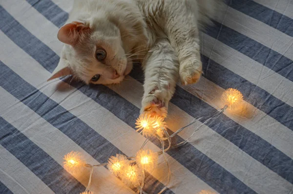 Guirnalda Navidad Gato Angora Blanco Ropa Cama Rayas Mañana Navidad — Foto de Stock