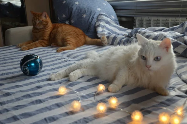 Grinalda Natal Gato Angorá Branco Roupa Cama Listrada Manhã Natal — Fotografia de Stock