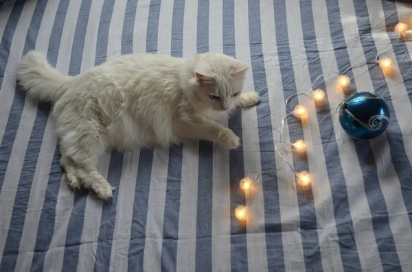 Christmas Garland White Angora Cat Striped Bedding Christmas Morning — Stock Photo, Image