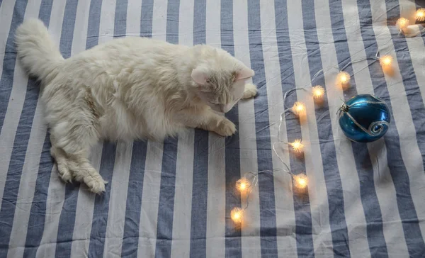 Christmas Garland White Angora Cat Striped Bedding Christmas Morning — Stock Photo, Image