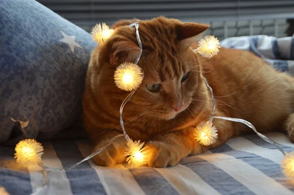 Christmas Garland Red Charismatic Cat Striped Bedding Christmas Morning — Stock Photo, Image