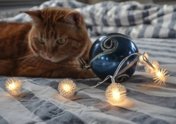 Guirnalda Navidad Gato Carismático Rojo Ropa Cama Rayas Mañana Navidad — Foto de Stock